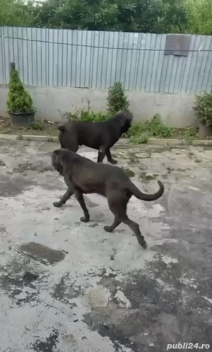 pereche cane corso - imagine 5