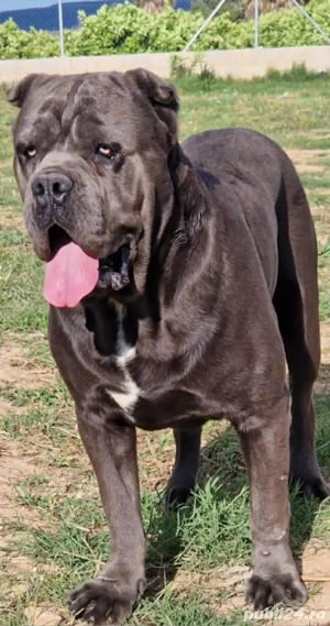 pereche cane corso