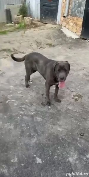 pereche cane corso - imagine 3