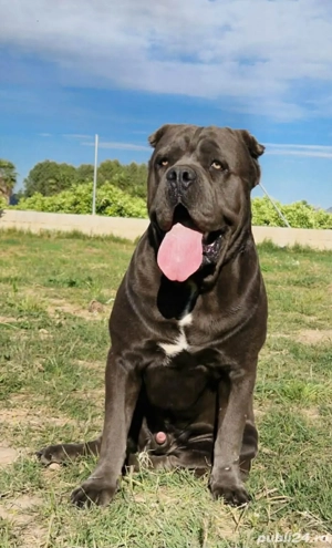 pereche cane corso - imagine 4
