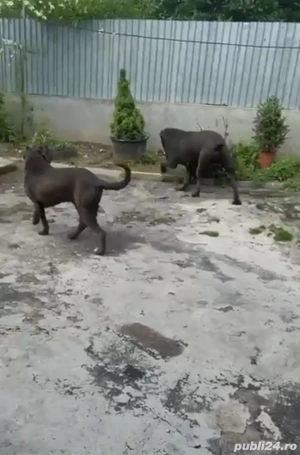 pereche cane corso - imagine 2