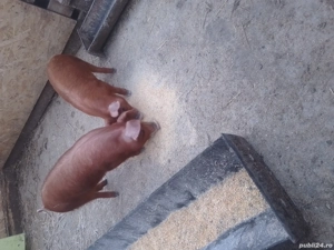 de vanzare 2 purcele de 12 saptamani  - imagine 4