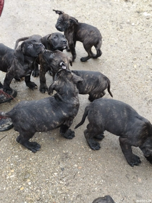 Ofer Presa Canario  - imagine 2