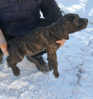 Ofer Presa Canario  - imagine 3