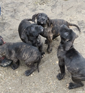 Ofer Presa Canario  - imagine 4