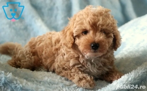 pudel superb baietel