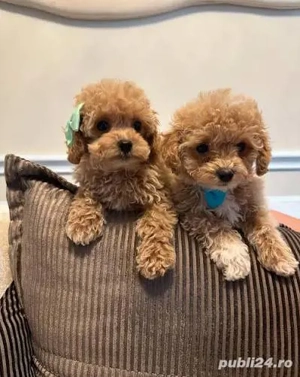 pudel superb baietel