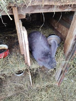 Iepuri de vânzare  - imagine 2