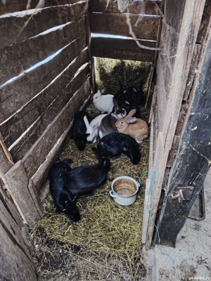 Iepuri de vânzare  - imagine 3