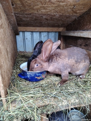 Iepuri de vânzare  - imagine 5