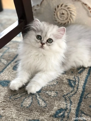 British Longhair Chinchila  - imagine 3