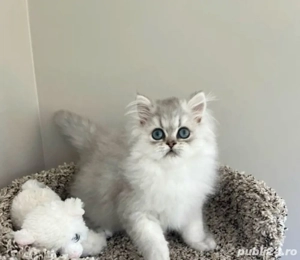 British Longhair Chinchila 