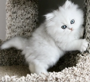 British Longhair Chinchila  - imagine 2