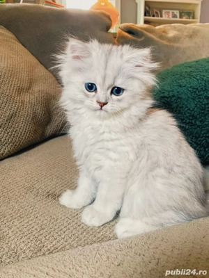 British Longhair Chinchila  - imagine 3