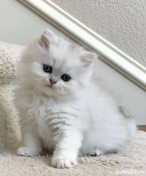 British Longhair Chinchila 