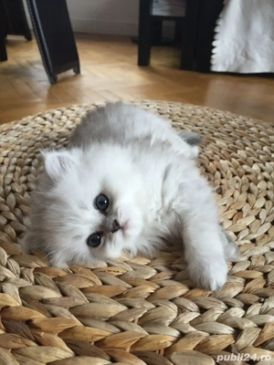 British Longhair Chinchila  - imagine 2