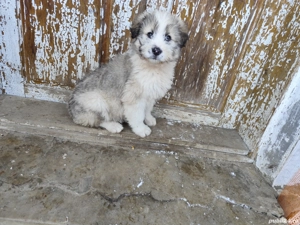 vand catel mioritic  - imagine 2