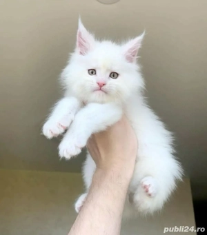 Maine Coon  - imagine 2