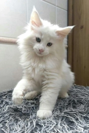 Maine Coon  - imagine 3
