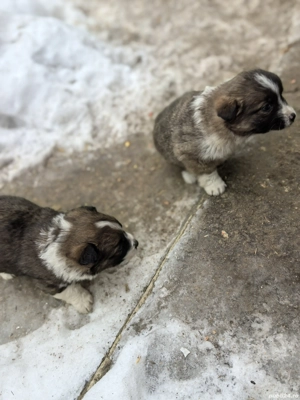 Vând cățelușa talie mica  - imagine 2