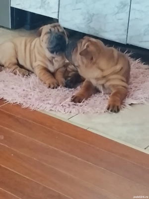 Cățeluși sharpei  - imagine 2
