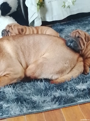 Cățeluși sharpei 