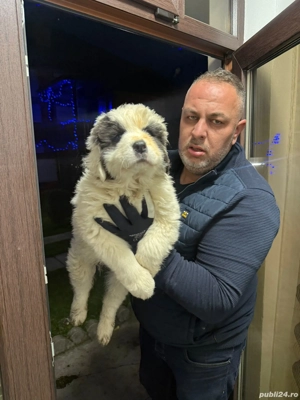 Femela Ciobanesc de Bucovina - imagine 2