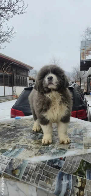 Femela Ciobanesc de Bucovina