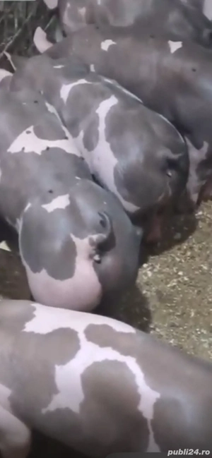 Vand porci Pietrain - imagine 2