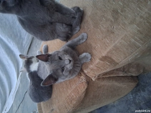 Albastru de Rusia  - imagine 2