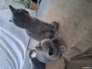 Albastru de Rusia  - imagine 3