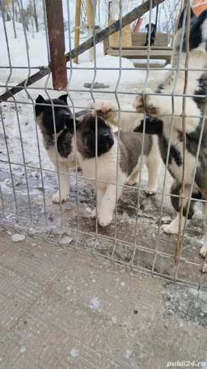 Akita american au mai ramas 3 fetite - imagine 4