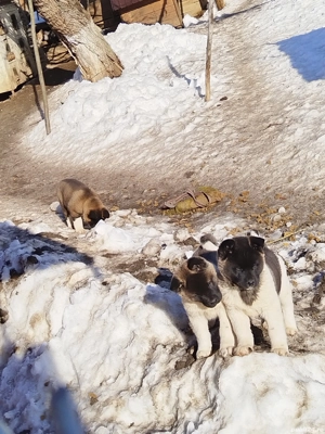 Akita american au mai ramas 3 fetite - imagine 5