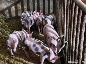 purcei de vanzare - imagine 3
