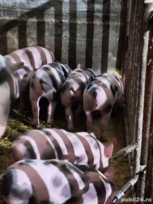 purcei de vanzare - imagine 5