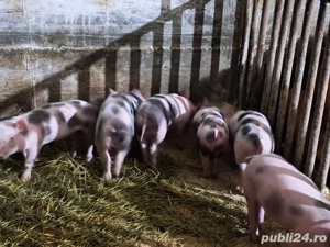 purcei de vanzare - imagine 4