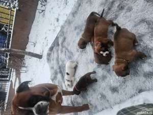 Pui boxer adorabili
