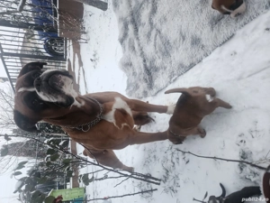 Pui boxer adorabili - imagine 2