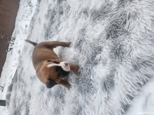 Pui boxer adorabili - imagine 3