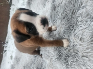 Pui boxer adorabili - imagine 4