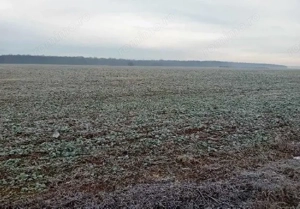 Teren extravilan Snagov, ID: R2884549