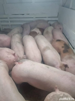 Vand Porci rasa Carne - imagine 2