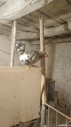 Vând cocosi americani.  - imagine 2