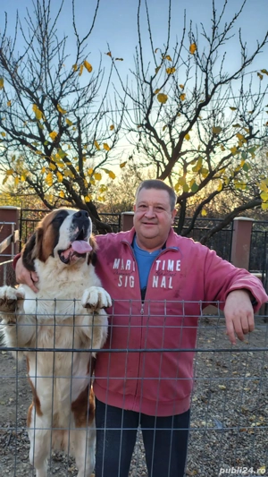Femelă Saint Bernard  de vanzare - imagine 2
