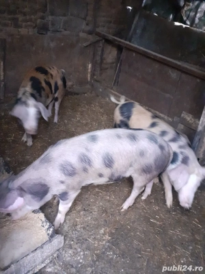 Porci 60 70 kg  - imagine 4