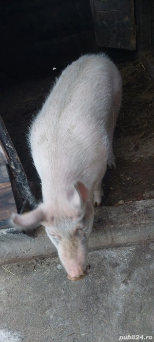 Porc de vanzare  - imagine 2