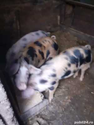 Porci 60 70 kg  - imagine 2