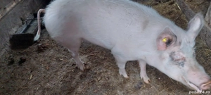 Porc de vanzare  - imagine 4