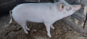 Porc de vanzare  - imagine 3