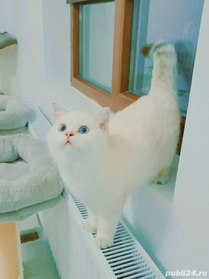 british shorthair   scotish straight - imagine 3